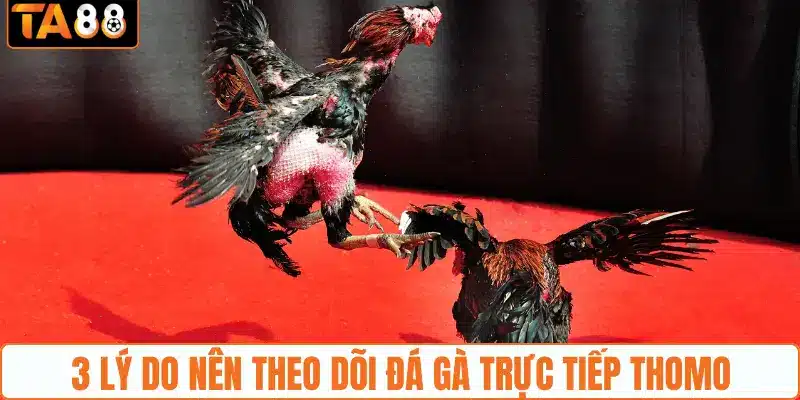 3 lý do nên theo dõi đá gà trực tiếp Thomo