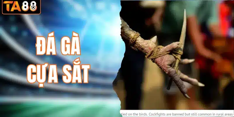 Đá gà cựa sắt