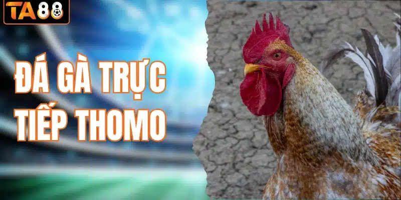 đá gà trực tiếp Thomo