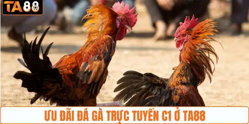 Sự kiện ưu đãi cược đá gà C1 ở TA88 